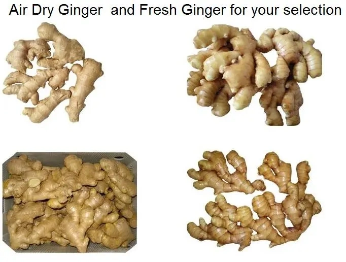 100% Natural High Quality Pure Dry Ginger Organic Ground Ginger Organic Fresh Ginger