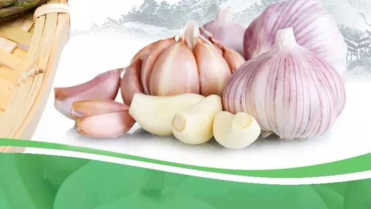 Wholesale New Fresh Garlic Supplier Normal White Garlic Dehydrated Garlic