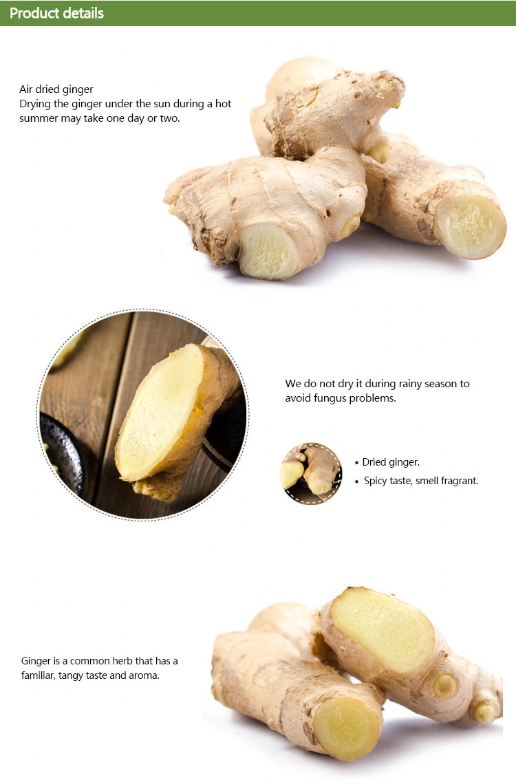 Manufacturer Supplier Mature Crop Natural Air Dried Quality Hot Sale Organic Fresh Yellow Ginger