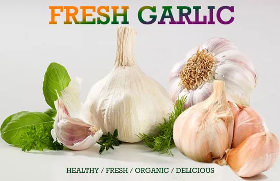 5cm & up Shandong Pure White Fresh Dehydrated Garlic